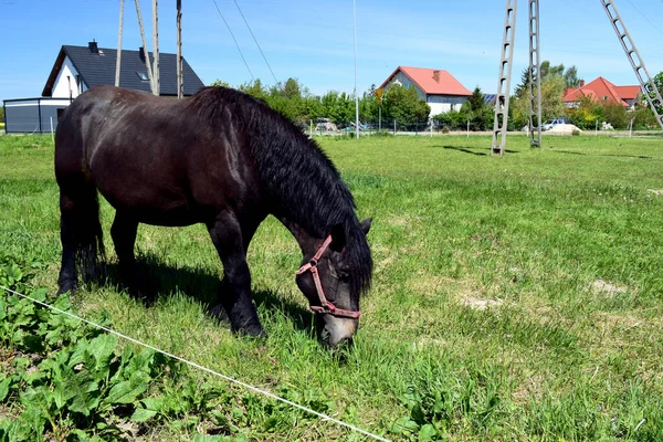 Ein Weidendes Pferd Mit Schwarzem Rotem Fell Und Einer Schönen — Stockfoto