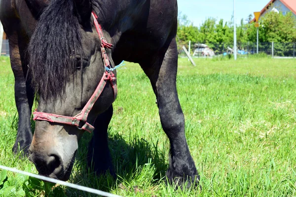 Ein Weidendes Pferd Mit Schwarzem Rotem Fell Und Einer Schönen — Stockfoto