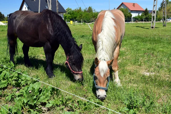 Zwei Grasende Pferde Verschiedenen Farben Schwarzer Lorbeer Und Palomino Haare — Stockfoto