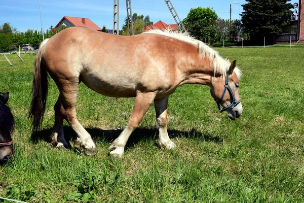 Ein Weidendes Pferd Mit Einem Palomino Haarmantel Mit Einer Schönen — Stockfoto