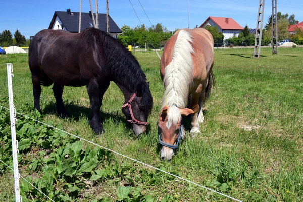 Dois Cavalos Pastagem Cores Diferentes Baía Preta Cabelo Palomino Pastando — Fotografia de Stock