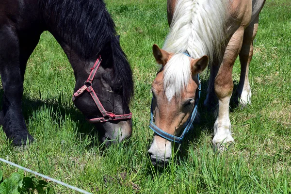 Dois Cavalos Pastagem Cores Diferentes Baía Preta Cabelo Palomino Pastando — Fotografia de Stock