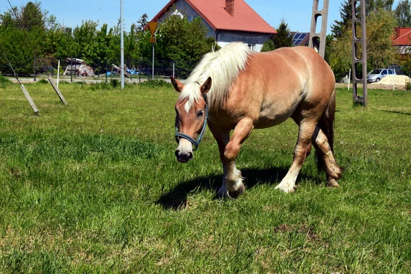 Cavalo Pastagem Com Casaco Cabelo Palomino Com Uma Bela Juba — Fotografia de Stock