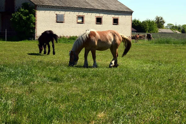 Två Betande Hästar Olika Färger Svart Bukt Och Palomino Hår — Stockfoto