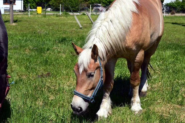 Cavalo Pastagem Com Casaco Cabelo Palomino Com Uma Bela Juba — Fotografia de Stock