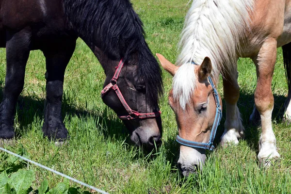 Dois Cavalos Pastagem Cores Diferentes Baía Preta Cabelo Palomino Pastando — Fotografia de Stock