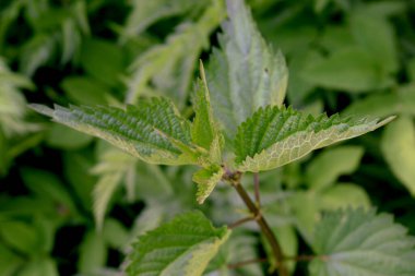 Young nettle leaves waking up to life after winter dormancy.