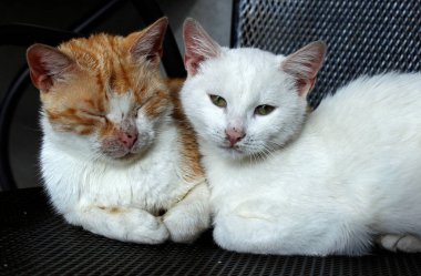 İki kedi arasında bir öpücük.