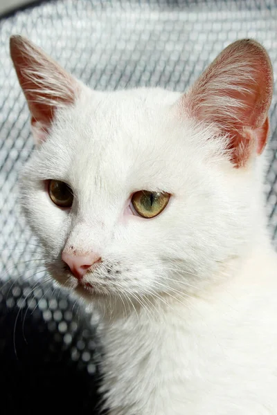 Een Portret Van Een Witte Kat Zonnebaden — Stockfoto