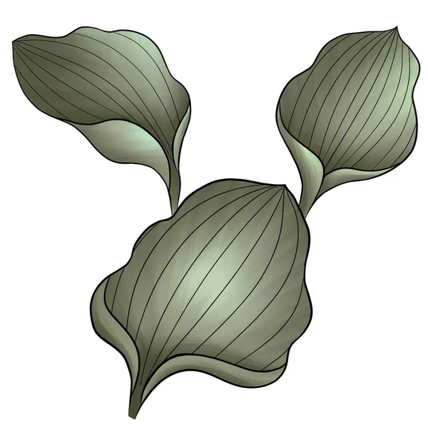 Three Green Leaves Medicinal Plantain — Stock Photo, Image