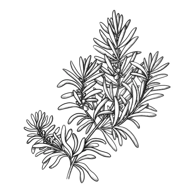 Branch Medicinal Rosemary Flowers Sketch Isolated — Stock Photo, Image