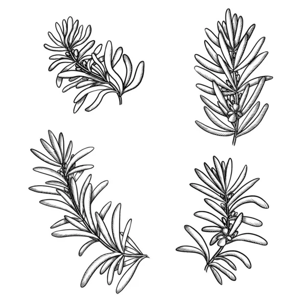 Set Medicinal Rosemary Branches Flowers Sketch Isolated — Stock Photo, Image