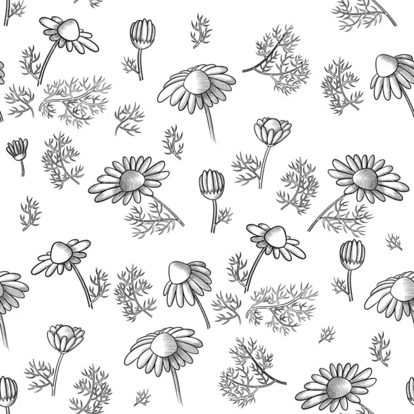 Seamless Pattern Chamomile Sketch Isolated White Background — Fotografia de Stock