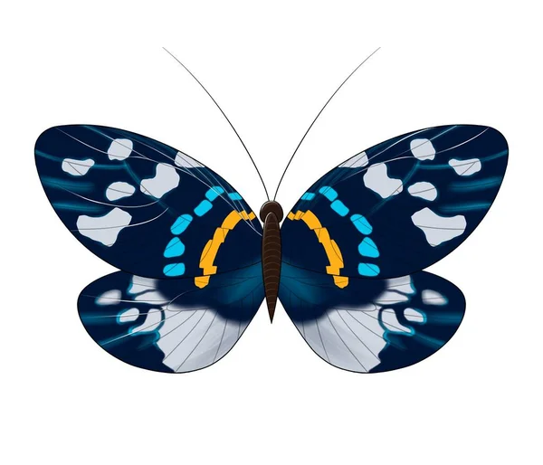 Butterfly Blue Orange Brown Spots Isolated — Stock Photo, Image