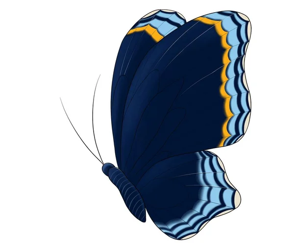 Kelebek Mavisi Turuncu Kahverengi Izole — Stok fotoğraf