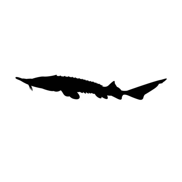 Sylwetka czarnej ryby jesiotra na białym tle. — Wektor stockowy
