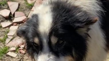 Yumuşak siyah ve beyaz çoban köpeği çimlerin üzerinde duruyor.