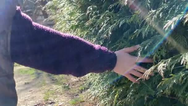 Little girl passing hand along green pine bushes at shiny day outdoors — ストック動画
