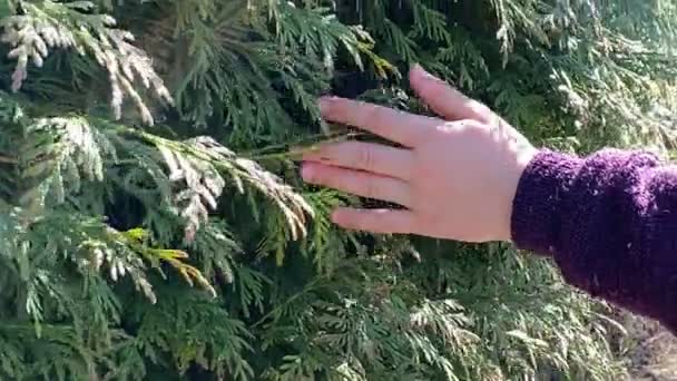 Closeup of little girl hand passing along green bushes outdoors — ストック動画