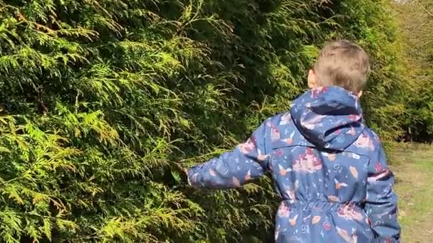 Liten pojke passerar hand längs gröna tallbuskar på glänsande dag utomhus — Stockvideo