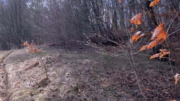 Panorama alberi foresta primaverile, Natura verde legno sfondi luce del sole — Video Stock