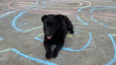 Uzun saçlı, melez bir köpek kaldırımda uzanıyor, kuyruğunu sallıyor.