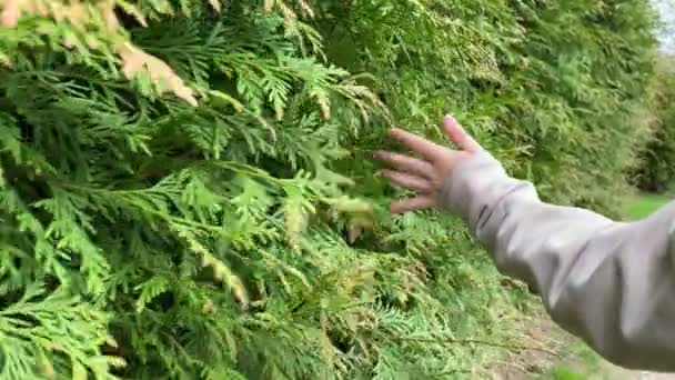 艳阳高照的天气，学龄前女孩手牵手走过青翠的灌木丛 — 图库视频影像