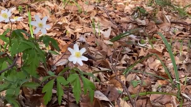 Zbliżenie pierwszych wiosennych białych kwiatów w lesie — Wideo stockowe
