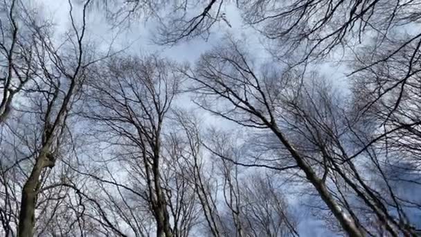 Branches d'arbres contre le ciel bleu au printemps, se déplaçant en cercle — Video