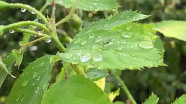 Yeşil yapraklı makro üzerinde saydam yağmur suyu damlaları. Sabahın ilk ışıklarıyla parlayan çiy damlalarını kapat. Bitki dışarıda rüzgarla hareket ediyor. Doğal arka plan kavramı.