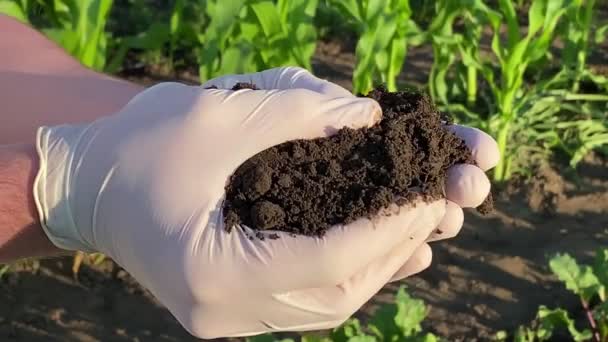 Férfi Kezek Közelsége Fekete Talajt Tartó Gumikesztyűben Humusz Érintése Mezőgazdasági — Stock videók