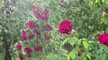 Açık havada yaz güneşli bir günde bahçe sulama sistemiyle sulanan güzel mor güllerin çalısı. Çiçekler yağmur damlalarıyla yıkandı. Çekim