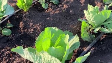 Şafak vakti sebze bahçesinde damlayan lahanaları taşıyorum. Taze lahana yeşili yapraklar, tarlada yetiştirilen lahana başları, sulama tesisatı.