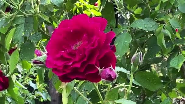 Close Blooming Flower Purple Rose Buds Beautiful Flower Water Drops — Stock Video