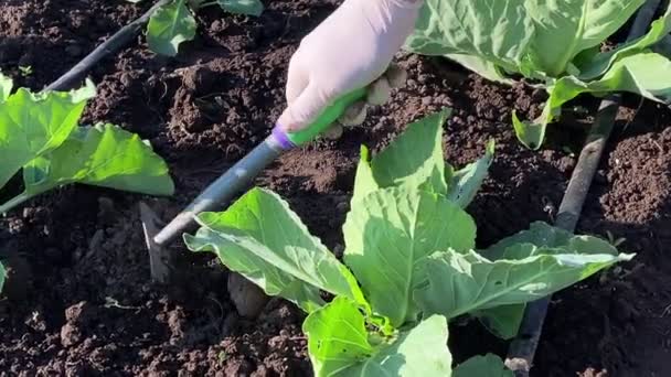Close Human Hand Rubber Gloves Weeding Vegetable Garden Using Gardening — Vídeo de Stock