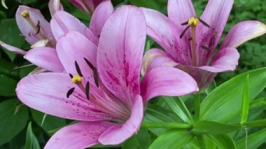 Camera moving along beautiful pink lilies in gardening bed at morning outdoors. Macro shot of petals, pistils of gorgeous flowers. Selective focus. Beauty in Nature concept