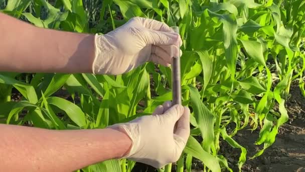 Agronomist Wearing Rubber Gloves Holding Showing Glass Test Tube Soil — Stockvideo