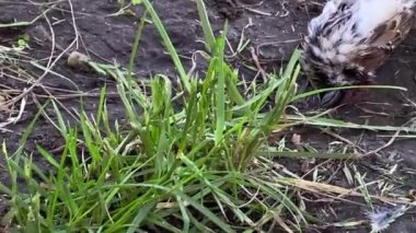 Kamera, sinekli ölü kuşları, sakat otları ve insan çizmeleri gibi bitkileri görüntülüyor. İnsan aktivitesinden kaynaklanan çevre hasarı. Ekolojik felaket