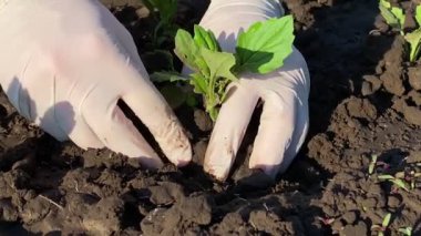 Plastik eldivenli insan eli, gün ağarırken siyah toprağa ekin ekiyor. Çiftçi, yeşil bitkiyi önemsiyor, açık havaya koyuyor. Çiftçilik kavramı. Yaz ya da ilkbahar