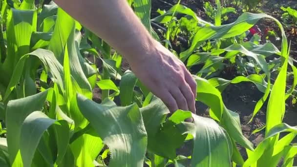 Фермер Пропускає Руку Вздовж Ряду Зелених Листя Кукурудзи Сільськогосподарському Полі — стокове відео