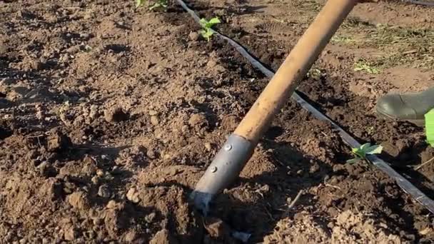 Closeup Human Foot Gumboots Treading Gardening Shovel Digging Ground Preparing — Video Stock