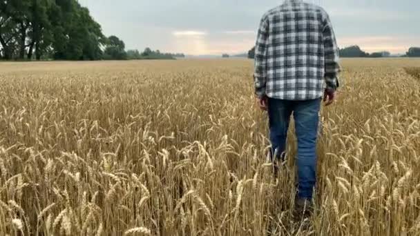 Rear View Male Farmer Walking Agricultural Grain Field Sunrise Agriculturist — Stockvideo