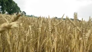 Camera moving along wheat grain field. Ripe wheat ears hitting camera. Agricultural field at morning cloudy day. Harvesting summer time. Beauty of nature. No people