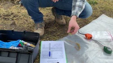 Male agronomy specialist examining wheat ear at agricultural grain field at sunrise. Professional farmer taking ear of wheat, checking quality of harvest outdoors. Agriculture concept. Moving shot.