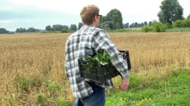 Young adult farmer walking along farmland, holding crate with vegetables, putting on hat at wheat grain field at morning. Harvesting, agriculture concept. Man wearing jeans, checkered shirt outdoors
