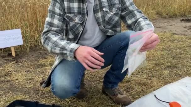 Agronomy Specialist Taking Crop Samples Sample Bags Examining Ears Wheat — Stockvideo