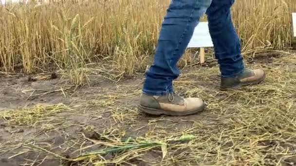 Low Section Male Farmer Walking Crop Breeding Grounds Wheat Signs — 图库视频影像