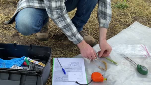 Специалист Агрономии Крупным Планом Изучает Колосья Пшеницы Измеряет Линейкой Делает — стоковое видео