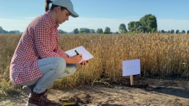 Selective breeding concept. Female agronomy specialist marking crop sign at experimental grounds at sunrise outdoors. Woman farmer installing plaque, working at agricultural wheat grain field.