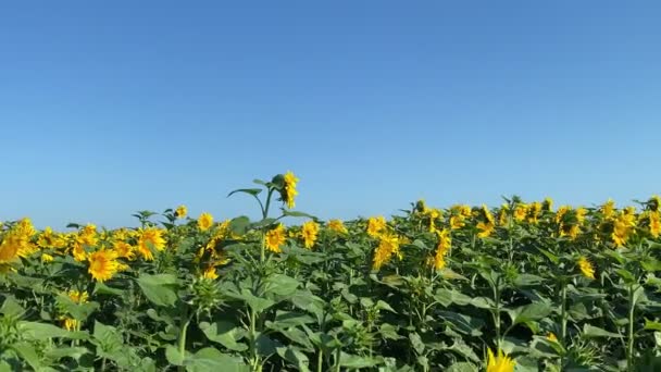 Charming Young Adult Woman Smelling Sunflower Agricultural Field Sunrise Female — Vídeo de Stock